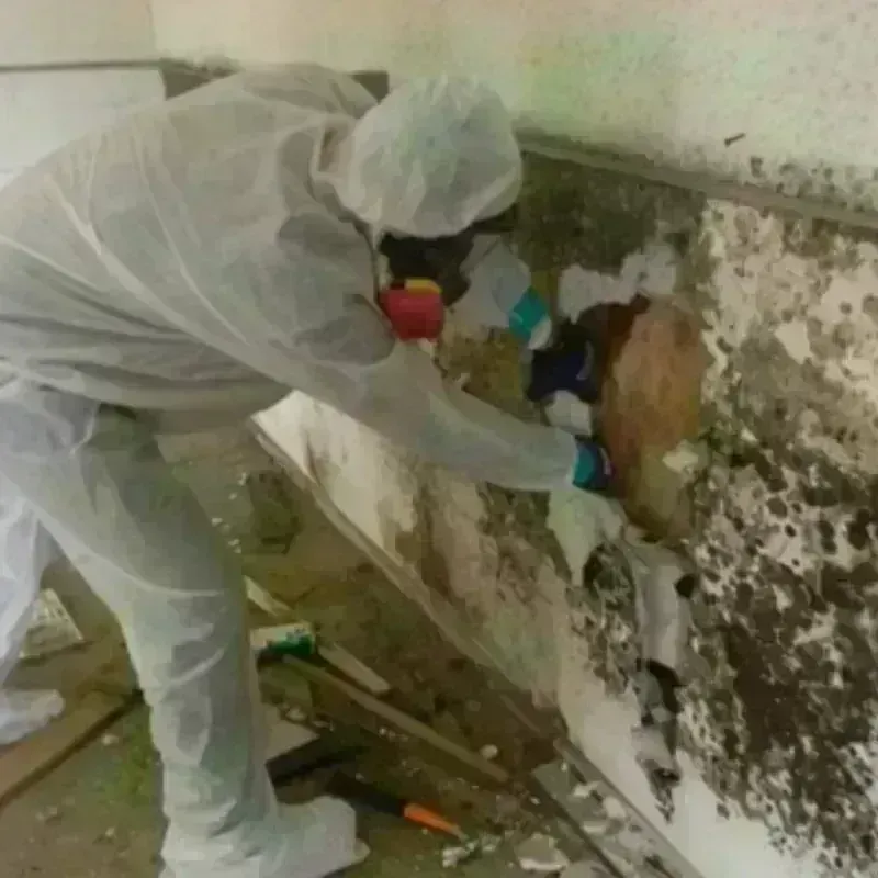 Mold Remediation and Removal in Black Earth, WI